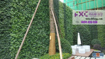 上海办公室绿植租摆 浦东室内植物租赁与闵行盆景销售服务