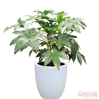 武汉专业绿植租摆与养护服务，一站式解决园区室内外绿化需求