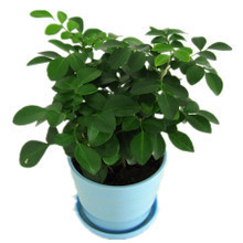 水培九里香 最新最全的产品选择与养护指南