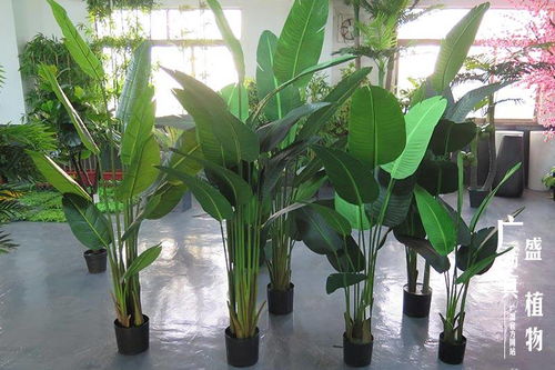 仿真旅人蕉与琴叶榕 温馨家居装饰中的必备绿意