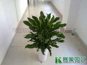 绿意满家 广州客家园艺绿植盆栽的高清美图与养护指南